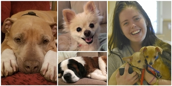 Collage of dogs