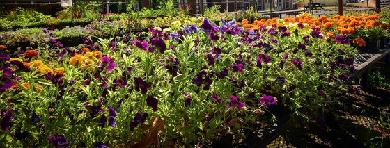 Flowers at the Fresh Start Market