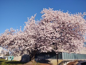 Cherry Blossoms