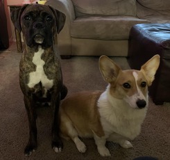 Staff Pick of the Litter April