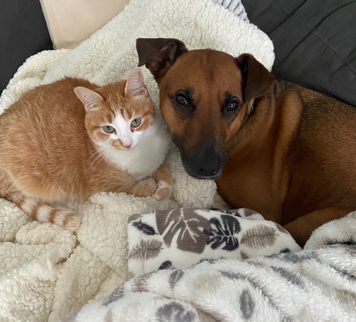 Heidi's Pets- Sam and Callie