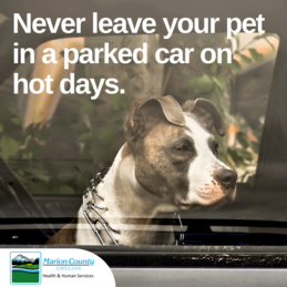 Pet Car Safety