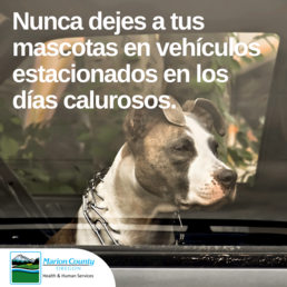 Spanish Pet Car Safety 