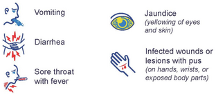 illness symptoms