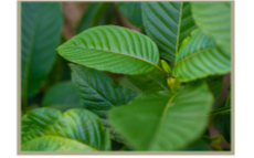 Image of kratom leaf