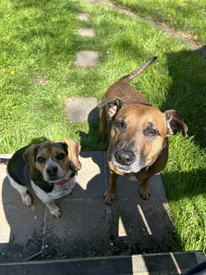 Image of two dogs