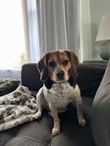 Image of a beagle