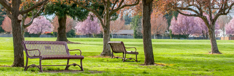 Colorful trees and benches at Fichtner-Mainwaring Park