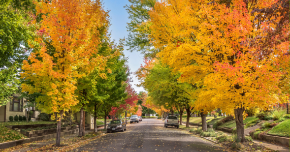Fall landscape in neighborhood