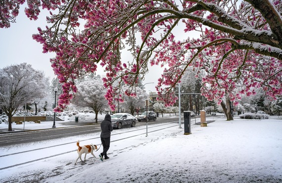 Medford Snow