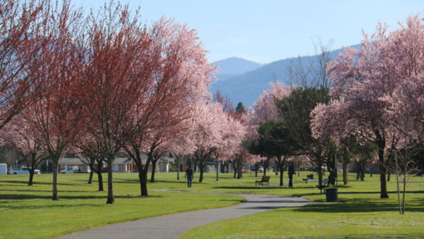 Spring - Cherry Blossoms