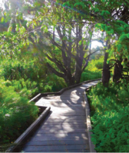 Cheif Yelkus Concept Photo