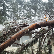 Tree Branch with Ice