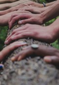 multiple diverse hands touching tree together