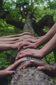 multiple diverse hands touching tree together