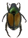 Japanese Beetle Adult.