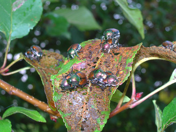 Japanese beetle damage photo by Mike Reding