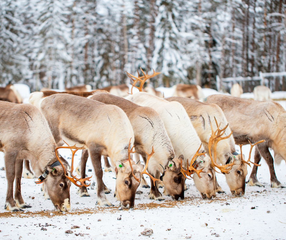 Santa's reindeer