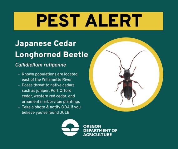 Japanese Cedar Longhorned Beetle