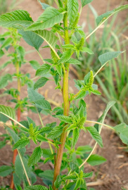 Palmer Amaranth