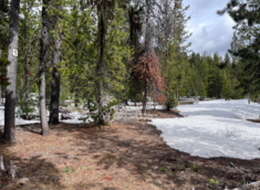 Patchy snowpack is indicative of early and rapid onset of snowmelt.