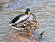 Two ducks preen on a rock in a lake