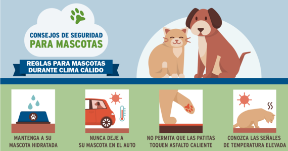 Pet Safety Spanish