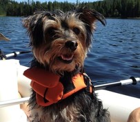 Yorkie Poodle dog wearing a life vest in a kayak
