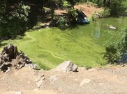 Harmful algae bloom