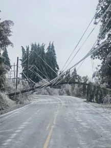 Ice and snow bring down trees and power lines in Lane County