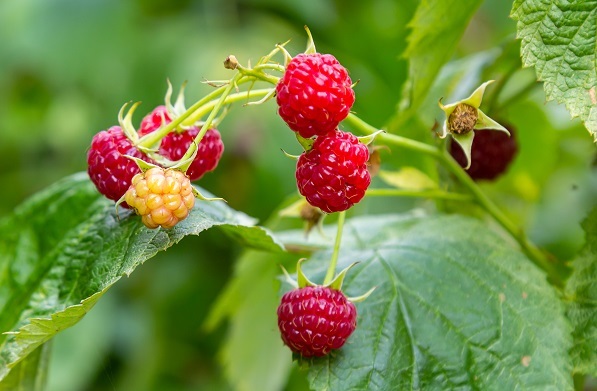 Oregon raspberries