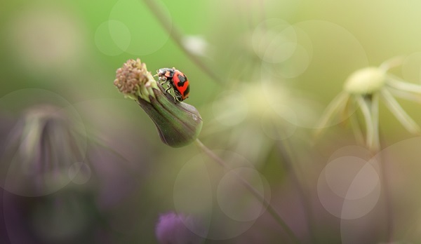 native lady bug