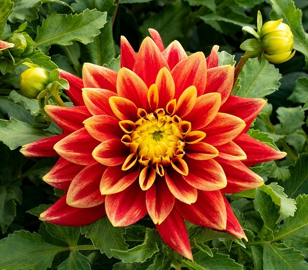 Dahlia photographed in Canby, Oregon