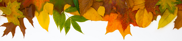 leaves banner