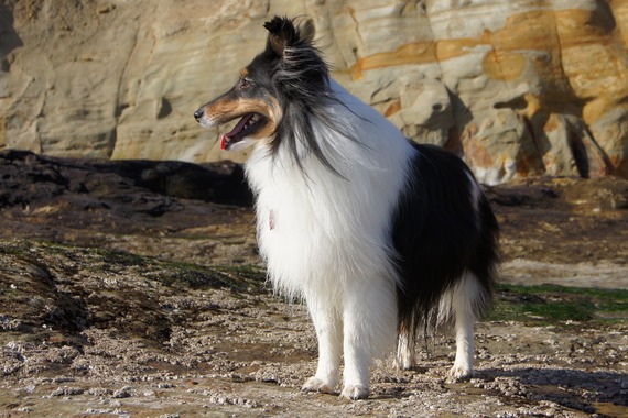 Chloe in Pacific City