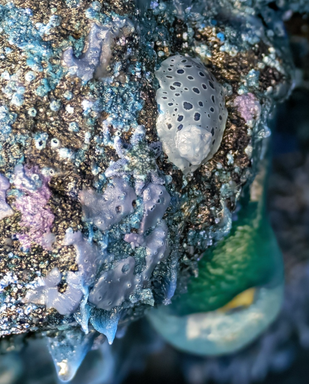 Image of Heceta Beach tidepool