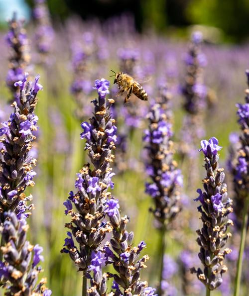 Bee in lavender