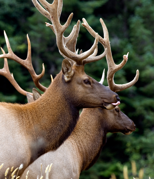 Roosevelt elk