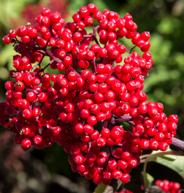 Native Oregon shrub, the red elderberry