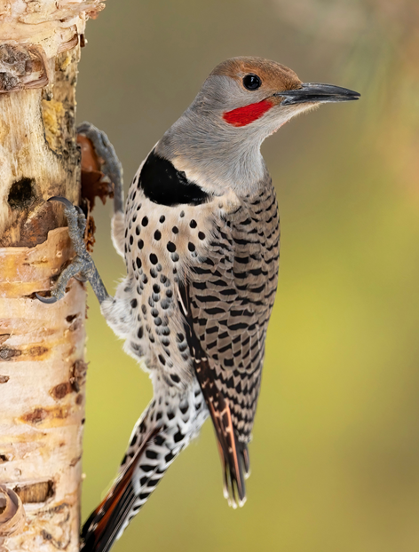 The northern flicker, a native variety of woodpecker