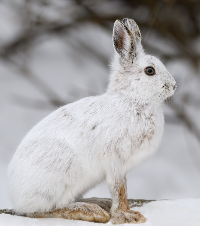 Snowshoe hare
