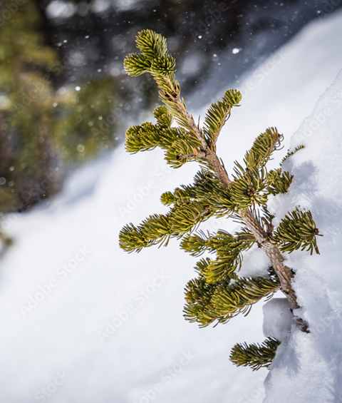 baby douglas fir in snow DRAFT