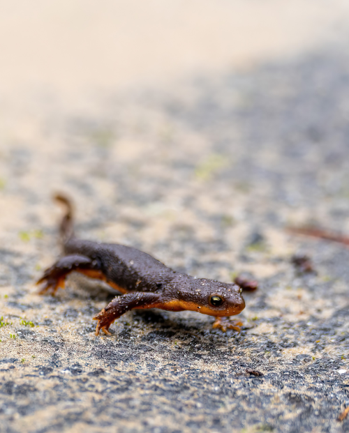 Newt crawling in Honeyman St Park, Florence, OR