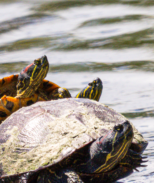 Painted turtles at Portland park
