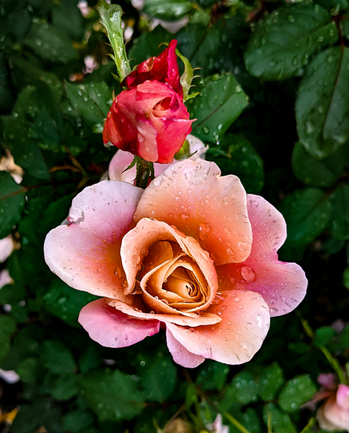Portland roses