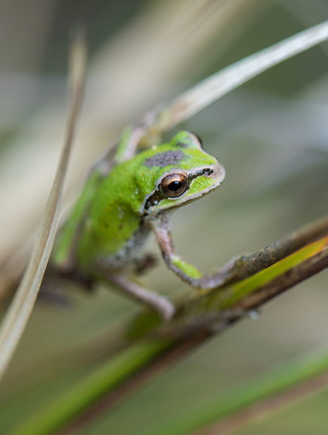 Pacific tree frog