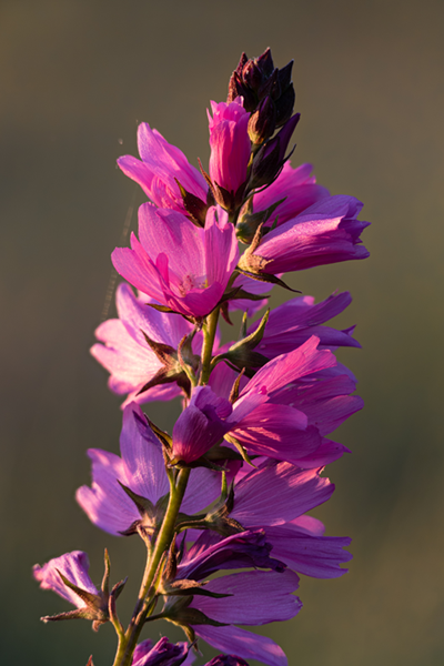 Nelson's Checkermallow flower