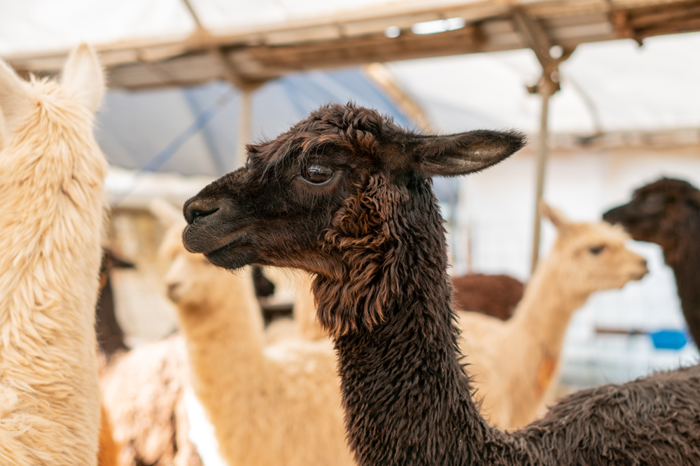 Alpaca