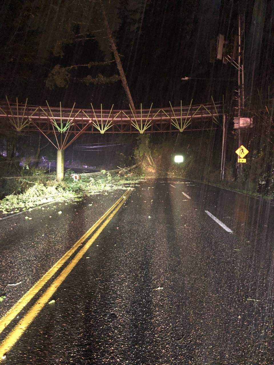 West Burnside trees down January 2021