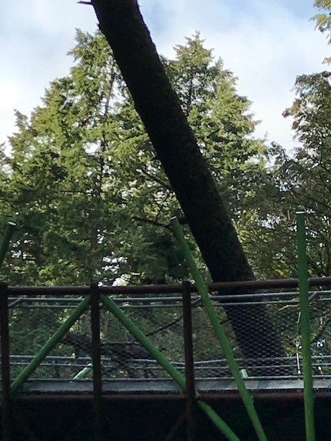 Tree on Barbara Walker Crossing